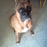Entry image for Buddy