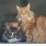Entry image for Larry and Captain Jack