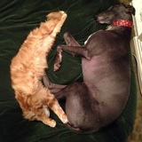 Entry image for Larry and Comet