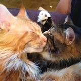 Entry image for Larry and Captain Jack