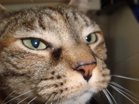 Entry image for Gracie. Clicking this image will show a larger photo