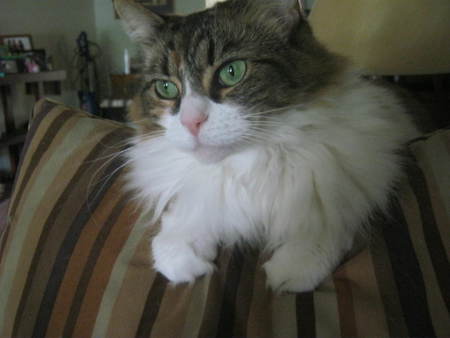 Entry image for MushMush. Clicking this image will show a larger photo