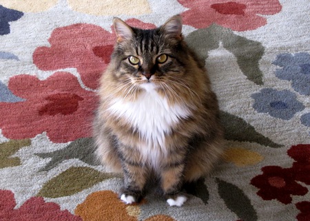 Entry image for Kitty Girl. Clicking this image will show a larger photo