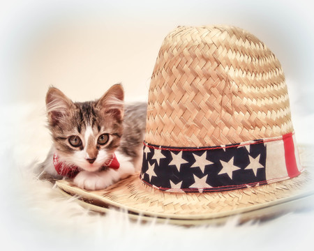 Entry image for Gizmo. Clicking this image will show a larger photo