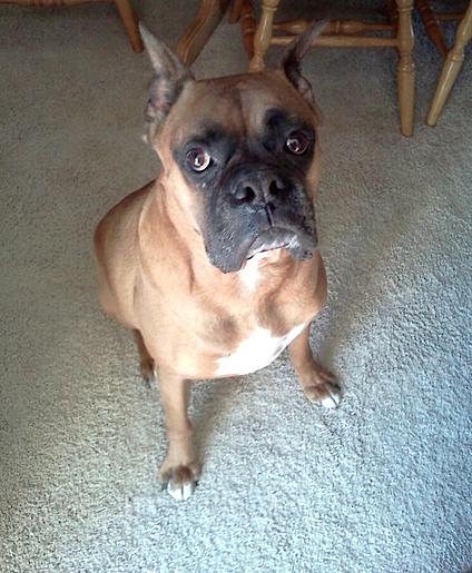 Entry image for Buddy. Clicking this image will show a larger photo