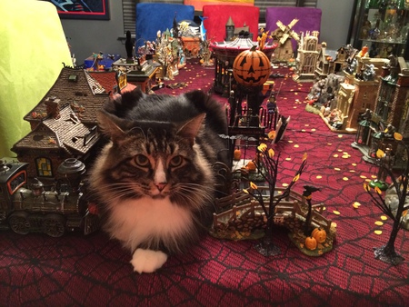 Entry image for Captain Jack. Clicking this image will show a larger photo