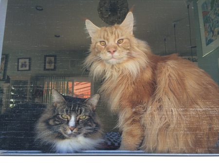Entry image for Larry and Captain Jack. Clicking this image will show a larger photo