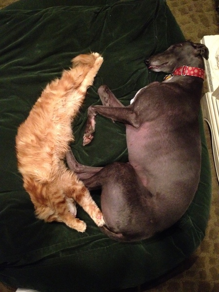 Entry image for Larry and Comet. Clicking this image will show a larger photo