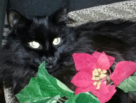 Entry image for Toby. Clicking this image will show a larger photo