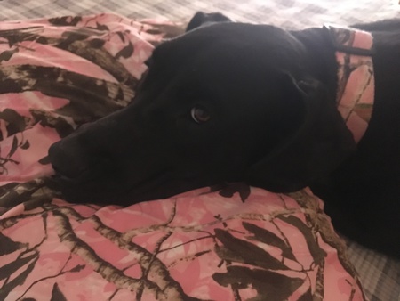 Rosie