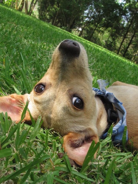 Roo