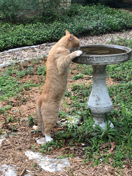 Mr. Kitty