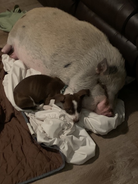 Bacon & Liam 