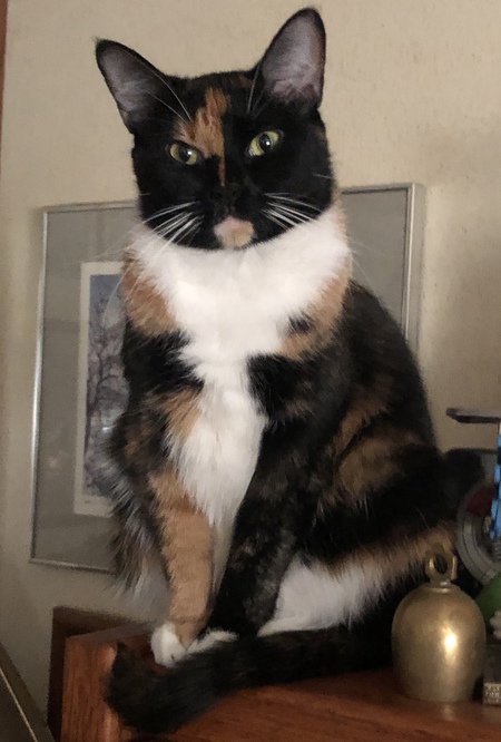Sugar