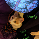 Entry image for CurlyBoi