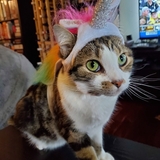Entry image for Sushi