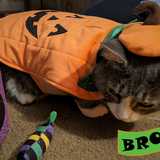 Entry image for Brody
