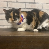 Entry image for Heidi the Cat