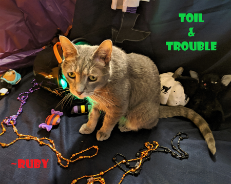 Entry image for Ruby. Clicking this image will show a larger photo