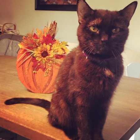 Entry image for Taffy. Clicking this image will show a larger photo