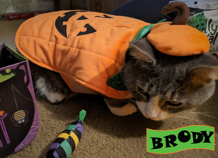 Entry image for Brody. Clicking this image will show a larger photo