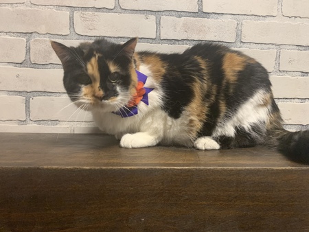 Entry image for Heidi the Cat. Clicking this image will show a larger photo