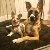 Entry image for Gizmo & Maya