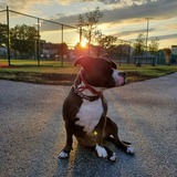 Entry image for Millie