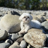 Entry image for Molly