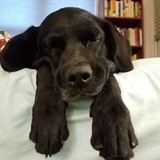 Entry image for Ollie