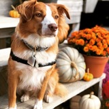 Entry image for Ziggy