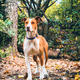 Entry image for Rumi (aka Roo)