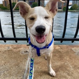 Entry image for Cooper Pupp