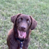Entry image for Charlie