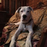 Entry image for Boomer