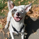 Entry image for Herbie