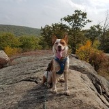 Entry image for Hank