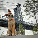 Entry image for Laura Dern the Dog