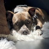 Entry image for Beans 