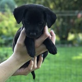 Entry image for Bella