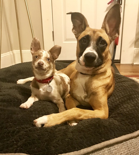 Entry image for Gizmo & Maya. Clicking this image will show a larger photo