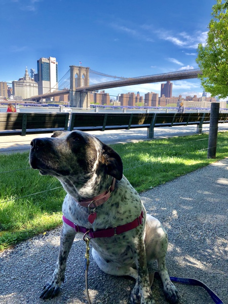 Entry image for Callie. Clicking this image will show a larger photo