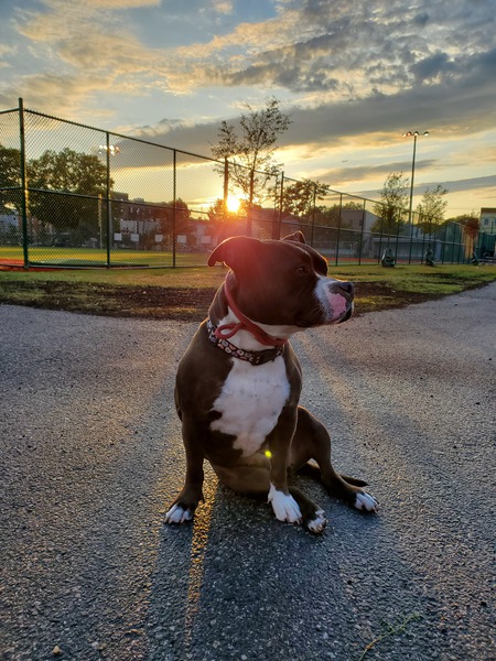 Entry image for Millie. Clicking this image will show a larger photo