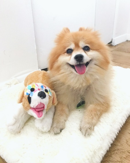 Entry image for Fluffy. Clicking this image will show a larger photo