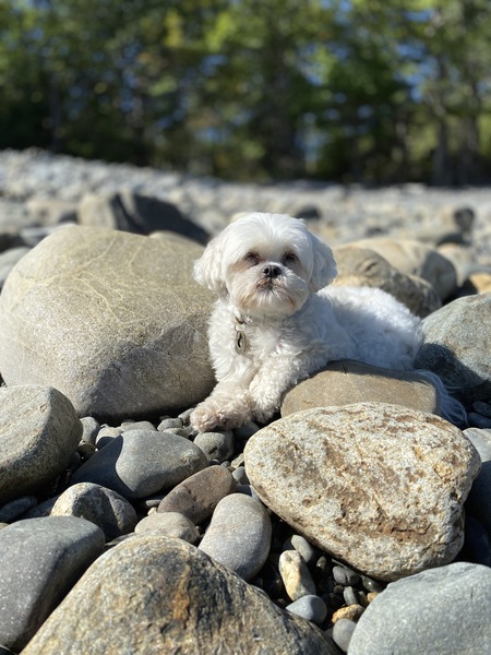 Entry image for Molly. Clicking this image will show a larger photo