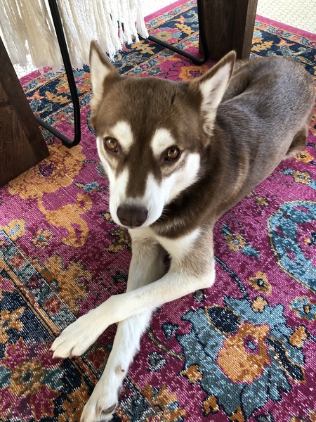 Entry image for Parker. Clicking this image will show a larger photo