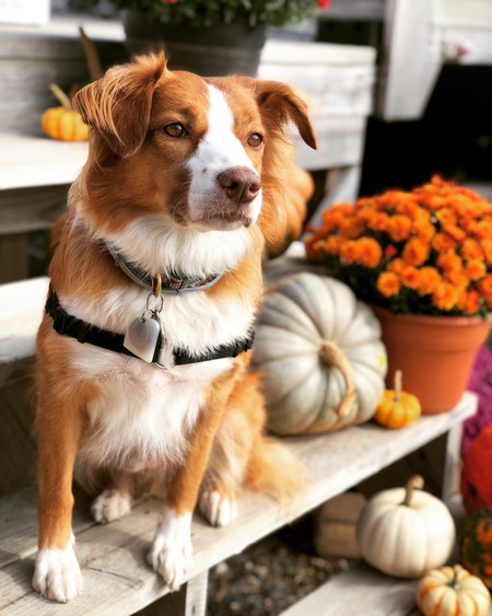 Entry image for Ziggy. Clicking this image will show a larger photo