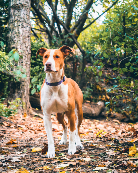 Entry image for Rumi (aka Roo). Clicking this image will show a larger photo
