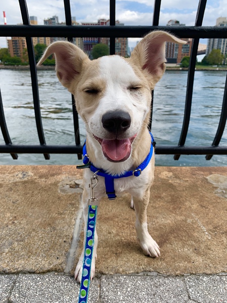 Entry image for Cooper Pupp. Clicking this image will show a larger photo