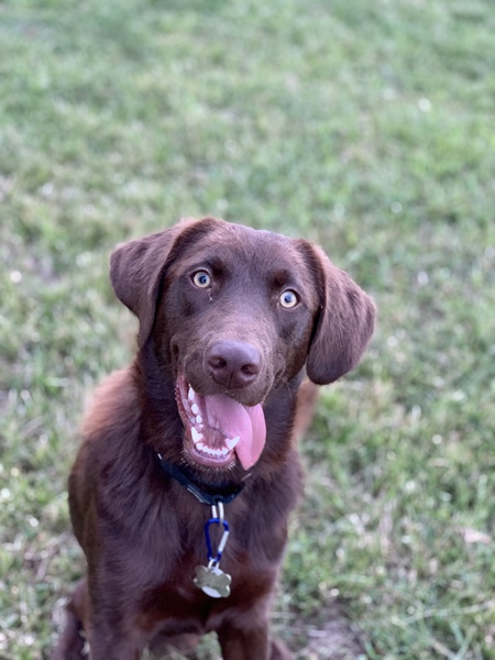 Entry image for Charlie. Clicking this image will show a larger photo